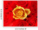 bunch of red roses with one single yellow one Wall Mural