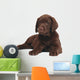 Chocolate Puppy Labrador Wall Decal