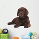 Chocolate Puppy Labrador Wall Decal