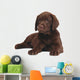 Chocolate Puppy Labrador Wall Decal
