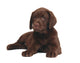 Chocolate Puppy Labrador Wall Decal