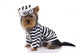 jail house rock Wall Decal