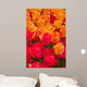 Orange and Deep Red Tulips Wall Mural