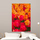 Orange and Deep Red Tulips Wall Mural