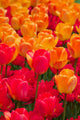 Orange and Deep Red Tulips Wall Mural