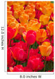Orange and Deep Red Tulips Wall Mural