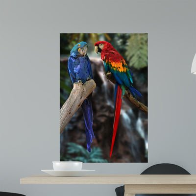 Macaw Parrots Wall Mural shown on a wall