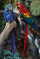 macaw parrots Wall Mural