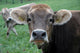 Portrait Cow Wall Mural