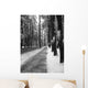 avenue of the pines Wall Mural