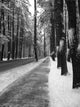 avenue of the pines Wall Mural
