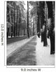 avenue of the pines Wall Mural