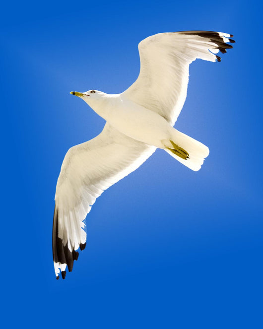 Seagull Wall Mural