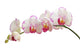 Orchid on White Wall Decal