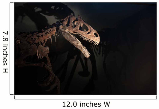 One Dinosaur Skeleton with Scary Shadows Wall Mural