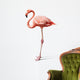 flamingo on white Wall Decal