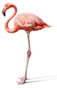 flamingo on white Wall Decal