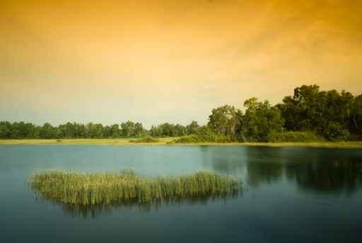 Paya Indah Wetlands and Wall Decal