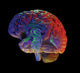 brain on black Wall Mural