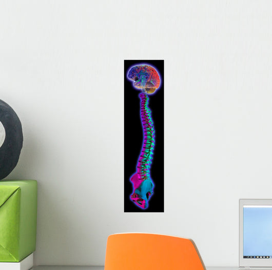 Brain and Spine on Black Wall Mural