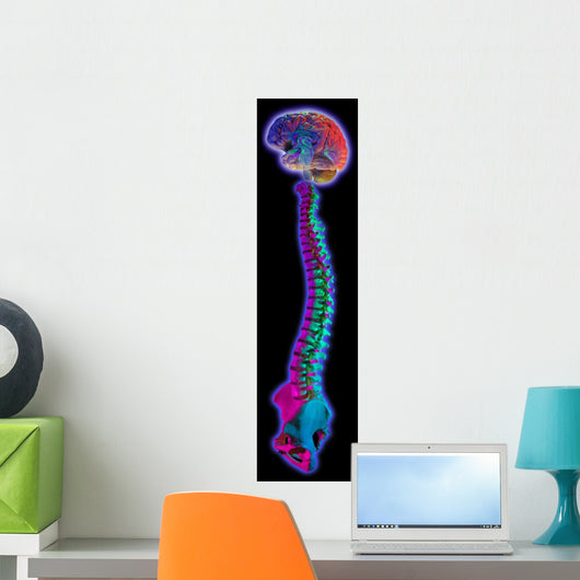 Brain and Spine on Black Wall Mural