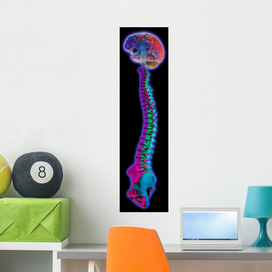 Brain and Spine on Black Wall Mural