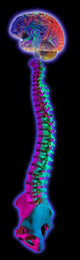 Brain and Spine on Black Wall Mural