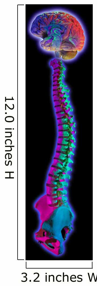 Brain and Spine on Black Wall Mural
