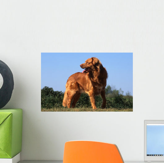 superbe nova scotia duck tolling retriever standard de profil Wall Mural