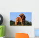 superbe nova scotia duck tolling retriever standard de profil Wall Mural