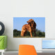 superbe nova scotia duck tolling retriever standard de profil Wall Mural