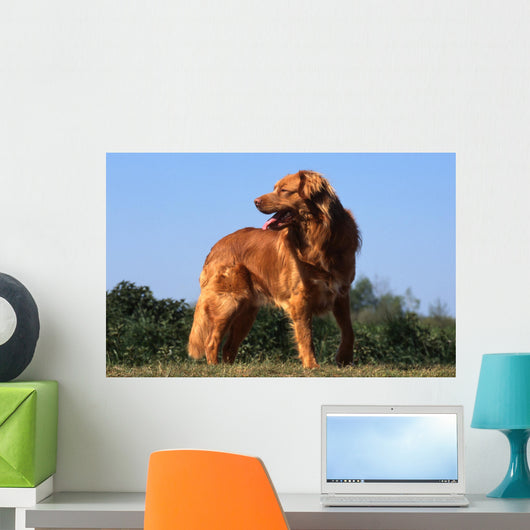 superbe nova scotia duck tolling retriever standard de profil Wall Mural