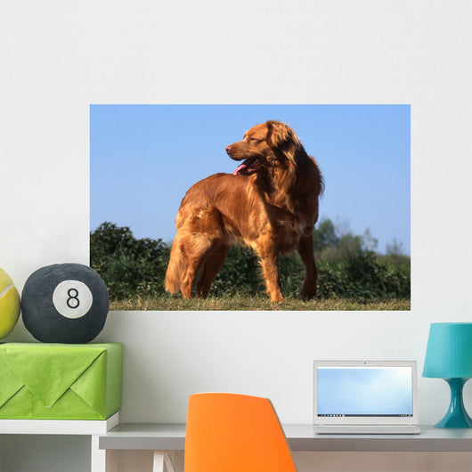 superbe nova scotia duck tolling retriever standard de profil Wall Mural