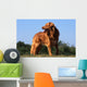 superbe nova scotia duck tolling retriever standard de profil Wall Mural