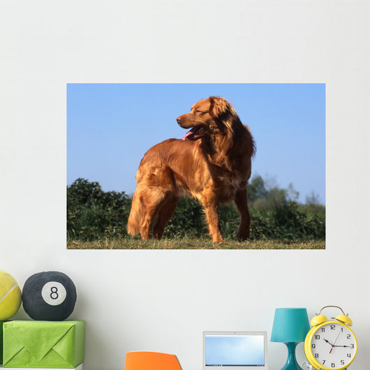superbe nova scotia duck tolling retriever standard de profil Wall Mural