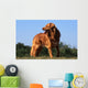 superbe nova scotia duck tolling retriever standard de profil Wall Mural
