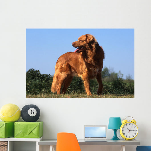 superbe nova scotia duck tolling retriever standard de profil Wall Mural