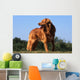 superbe nova scotia duck tolling retriever standard de profil Wall Mural