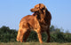 superbe nova scotia duck tolling retriever standard de profil Wall Mural