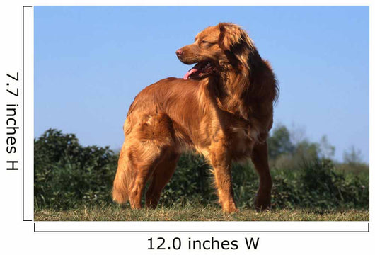 superbe nova scotia duck tolling retriever standard de profil Wall Mural