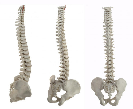 Three Spines Wall Stickers