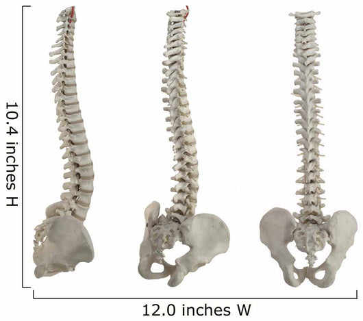 Three Spines Wall Stickers
