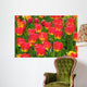 Field of Red Tulips Wall Mural