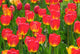 Field of Red Tulips Wall Mural