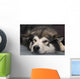 Alaskan Malamute Wall Decal