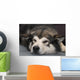 Alaskan Malamute Wall Decal