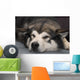 Alaskan Malamute Wall Decal