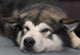 Alaskan Malamute Wall Decal