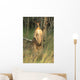 Two Eastern Gray Kangaroos Wall Mural