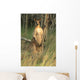 Two Eastern Gray Kangaroos Wall Mural